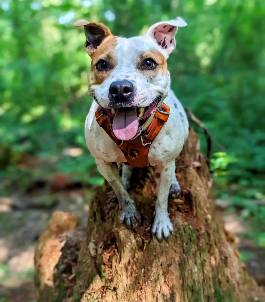 Happy dog pack outdoors