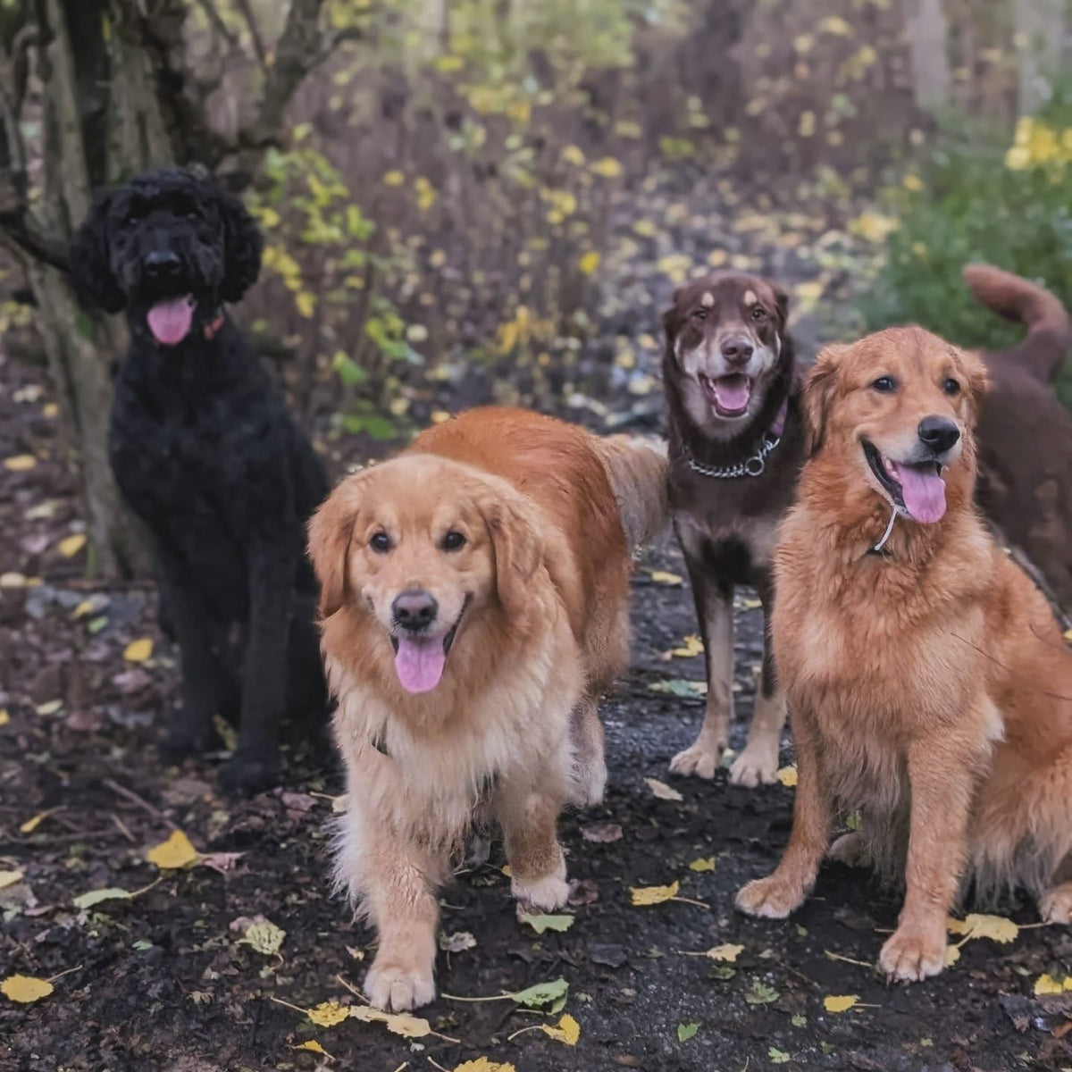 Woof and Stuff Walks dog adventure