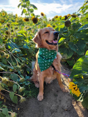Tucker: The Adventure Blogging Canine