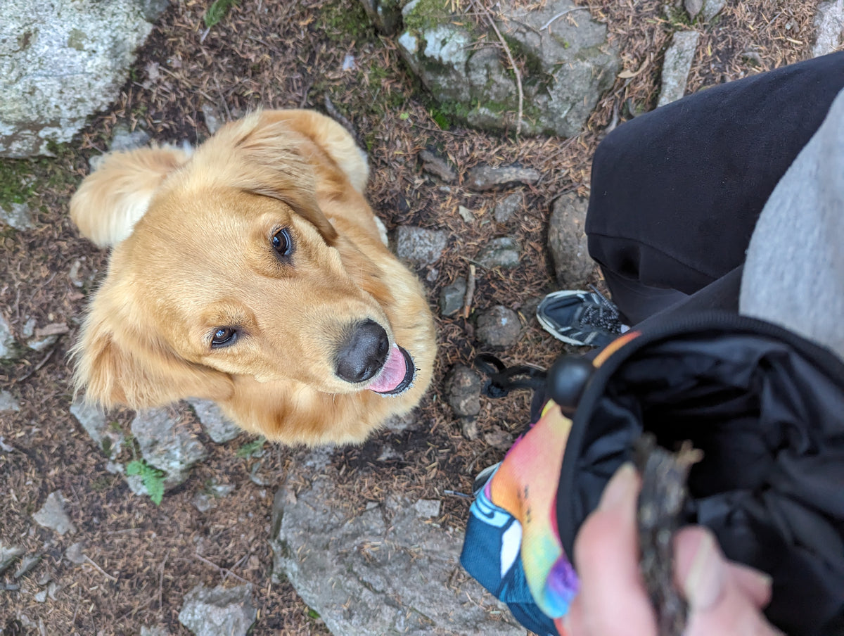 Trick FOR Treat!  Tucker's Guide to Getting More Food from Your Parents - Woof & Stuff