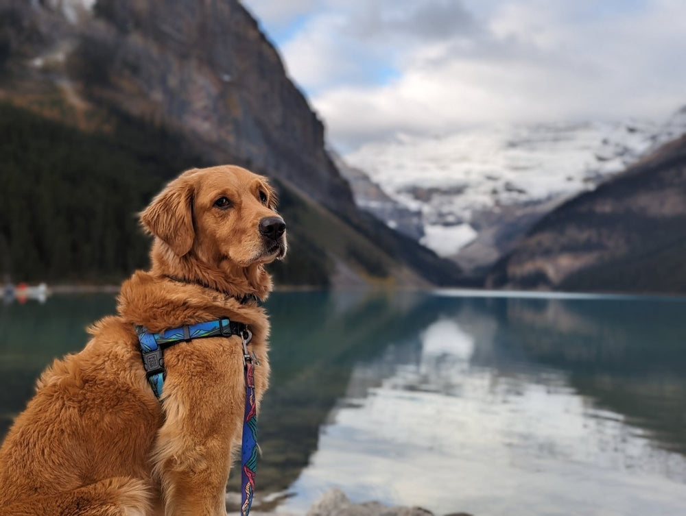 West Coast Waterproof Adventure Harness - Woof & Stuff