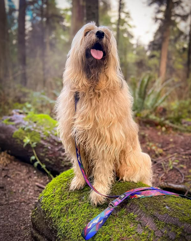 Woof & Stuff customer dog