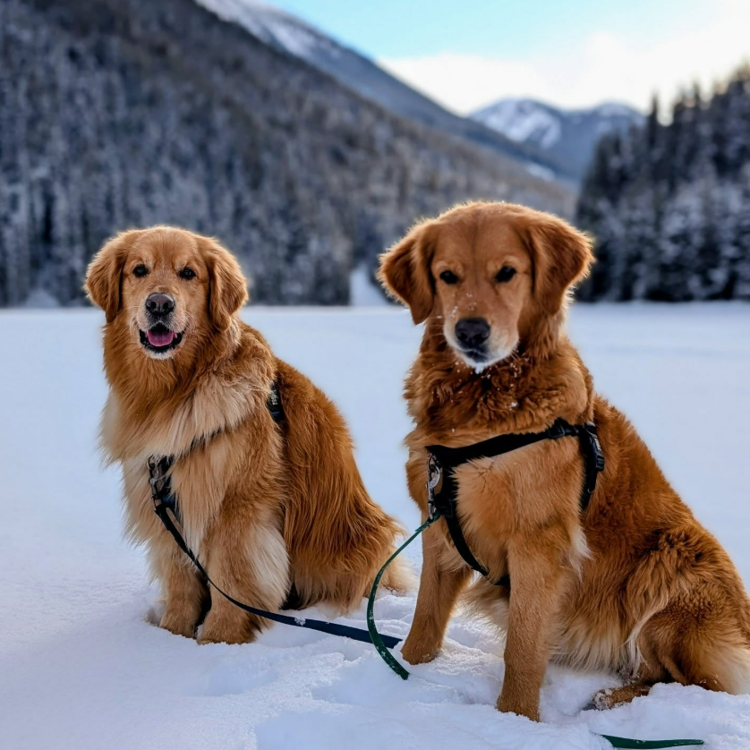 Dog enjoying an adventure