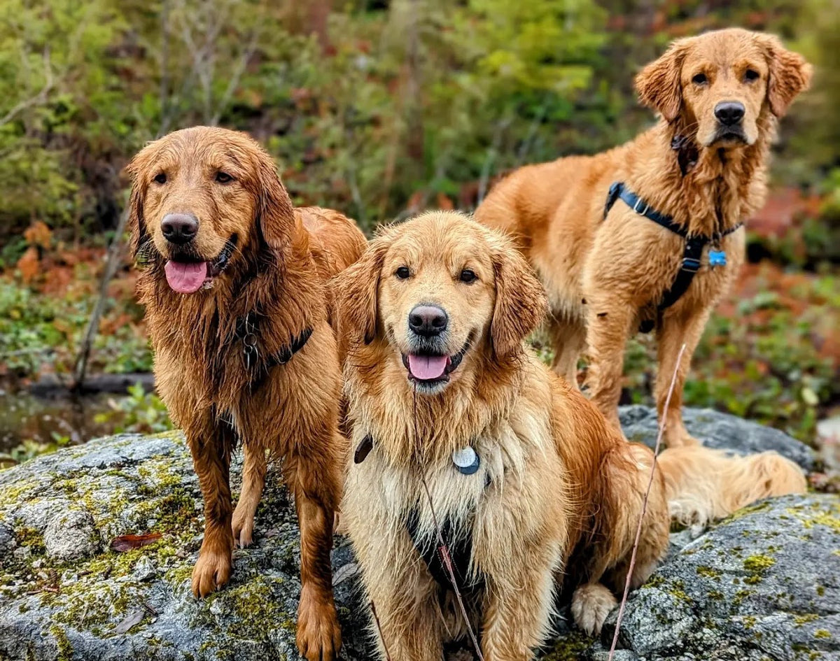 Woof & Stuff dog drop-in visit