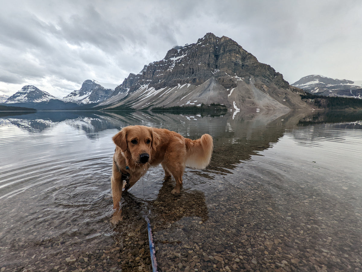 Ultimate Handsfree Leash Collection